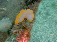 Polycitor giganteus