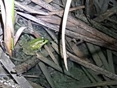 Pelophylax plancyi
