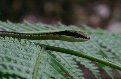 Dendrelaphis striatus
