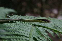 Dendrelaphis striatus
