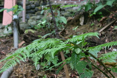 Dendrelaphis striatus