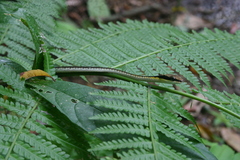 Dendrelaphis striatus