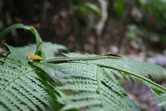 Dendrelaphis striatus