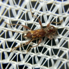 Coptocercus biguttatus