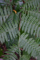Dendrelaphis striatus