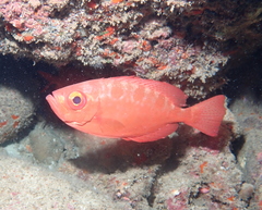 Heteropriacanthus carolinus