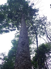 Agathis borneensis