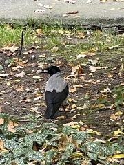 Corvus cornix