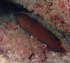 Brotula multibarbata