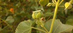 Abutilon hirtum