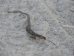 Crotalus enyo