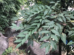 Sapindus saponaria
