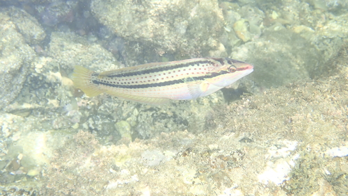 Multicolorfin rainbowfish (Parajulis poecilepterus) — Labridae — 4