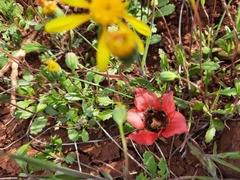 Romulea sabulosa