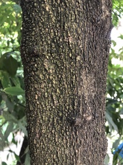 Sapindus saponaria