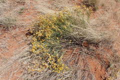 Lasiosiphon polycephalus