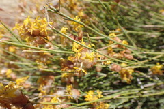 Lasiosiphon polycephalus