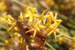 Lasiosiphon polycephalus