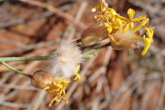 Lasiosiphon polycephalus