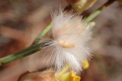 Lasiosiphon polycephalus