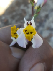 Disa flexuosa