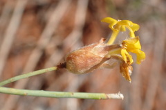 Lasiosiphon polycephalus