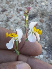 Disa flexuosa