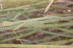 Lasiosiphon polycephalus