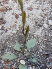 Disa flexuosa