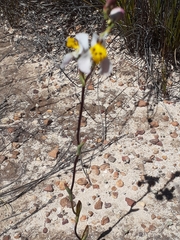 Disa flexuosa