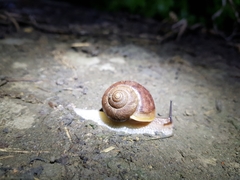 Acusta