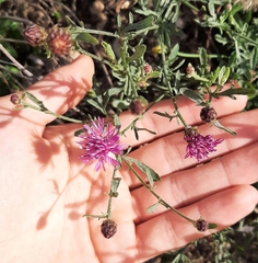 Centaurea aspera