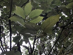 Sapindus saponaria
