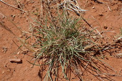 Aristida congesta congesta