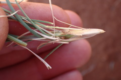 Aristida congesta congesta