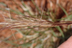 Aristida congesta congesta