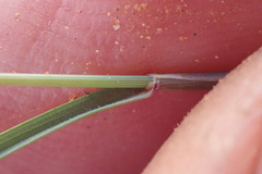 Aristida congesta congesta