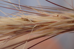 Aristida congesta congesta