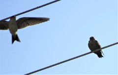 Ptyonoprogne concolor