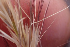 Aristida congesta congesta