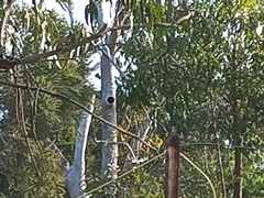 Eucalyptus marginata marginata