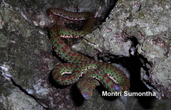Trimeresurus venustus