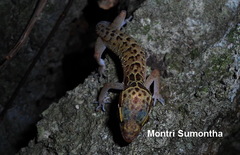 Cyrtodactylus zebraicus