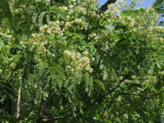 Albizia odoratissima
