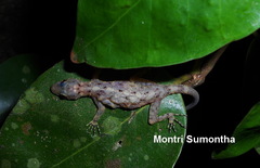 Cnemaspis chanardi