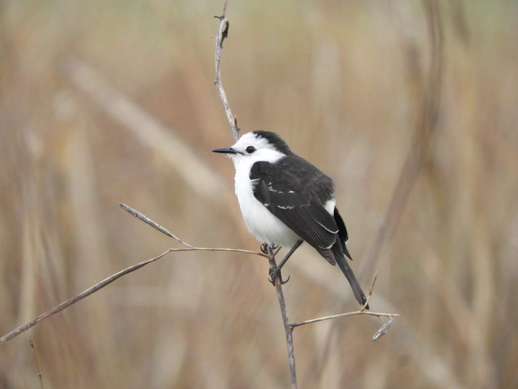 Black-backed Water-Tyrant