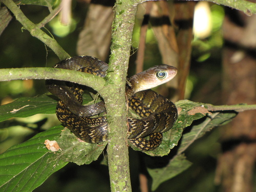 Photo of a Keeled Rat Snake (Ptyas carinata)