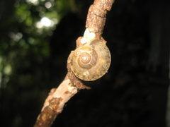 Hemiplecta lahatensis