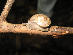 Hemiplecta lahatensis