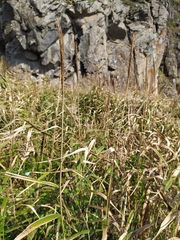 Phragmites japonicus